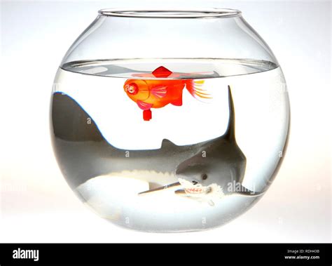 toy goldfish in a bowl